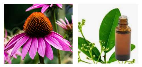 ehinacea i ravensara
